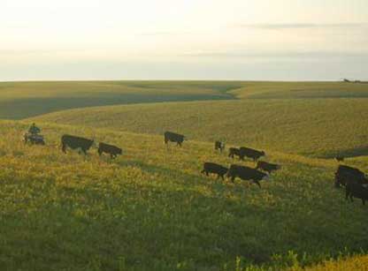 Gunbarrel Ranch Cattle