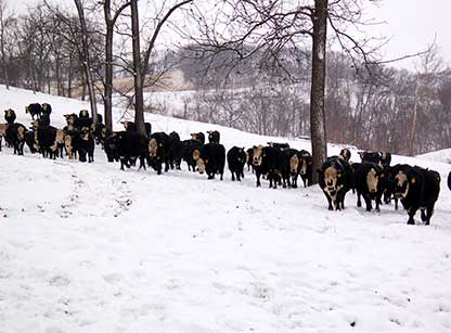 cattle in winter